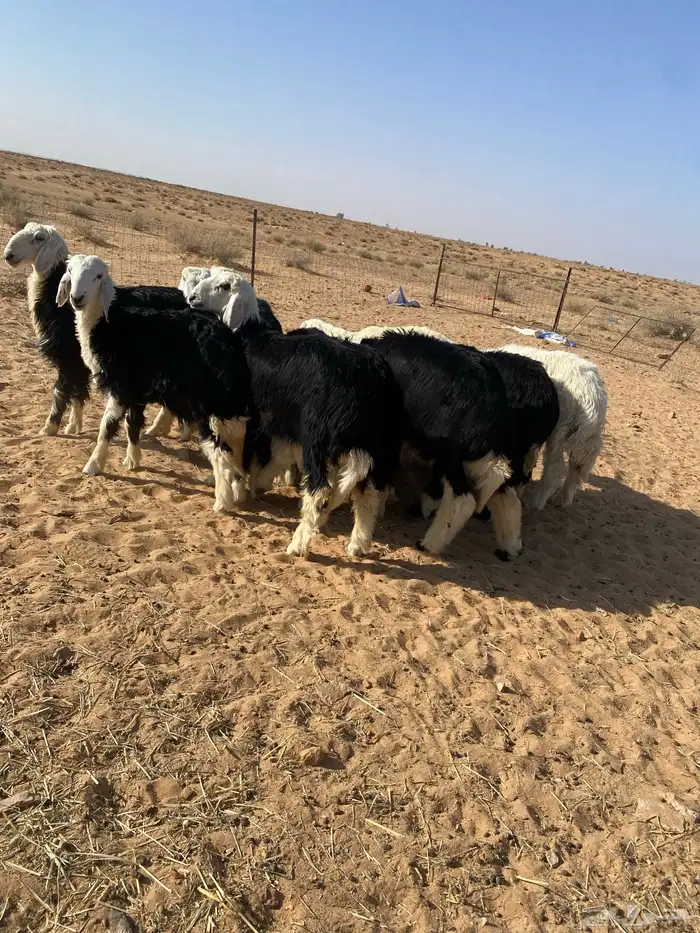 بهم نجد فاخر مراح واحد 2