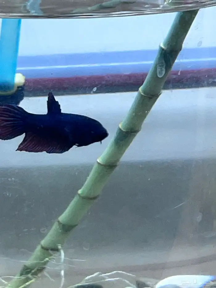 Large male and female betta fish 6