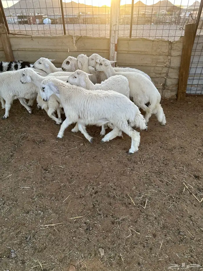 طليان حريه 1