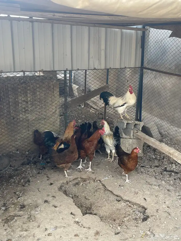 عرض دجاج فرنسي 5