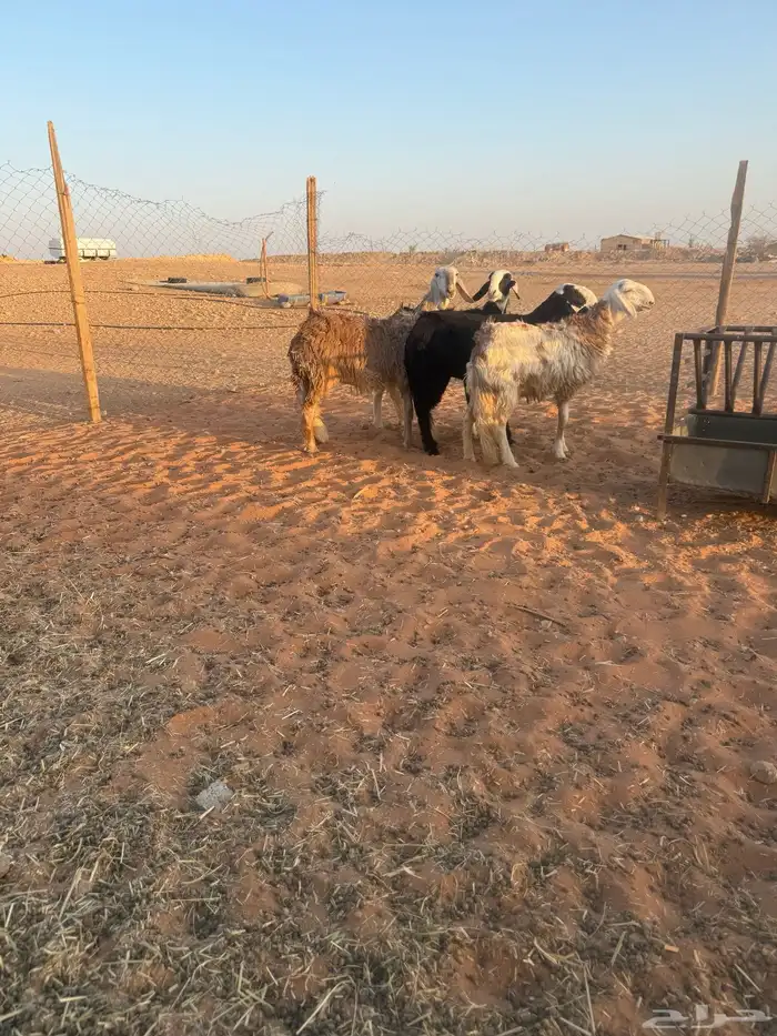 رخال سواكن 2