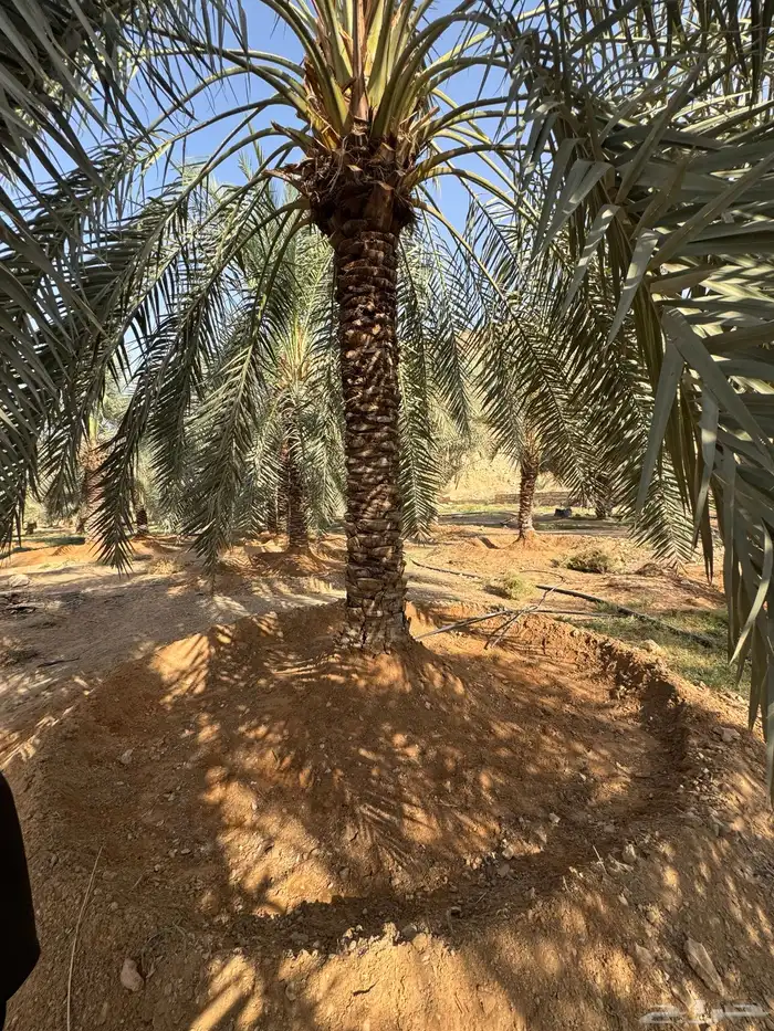4 نخيل زينة مثمرة 0