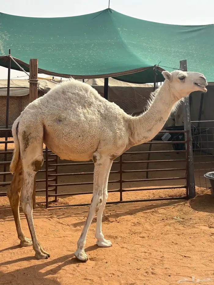 بكره وضحا 0