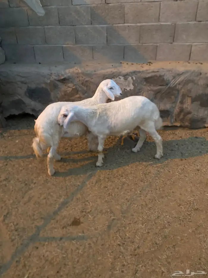 خرفان للبيع 5