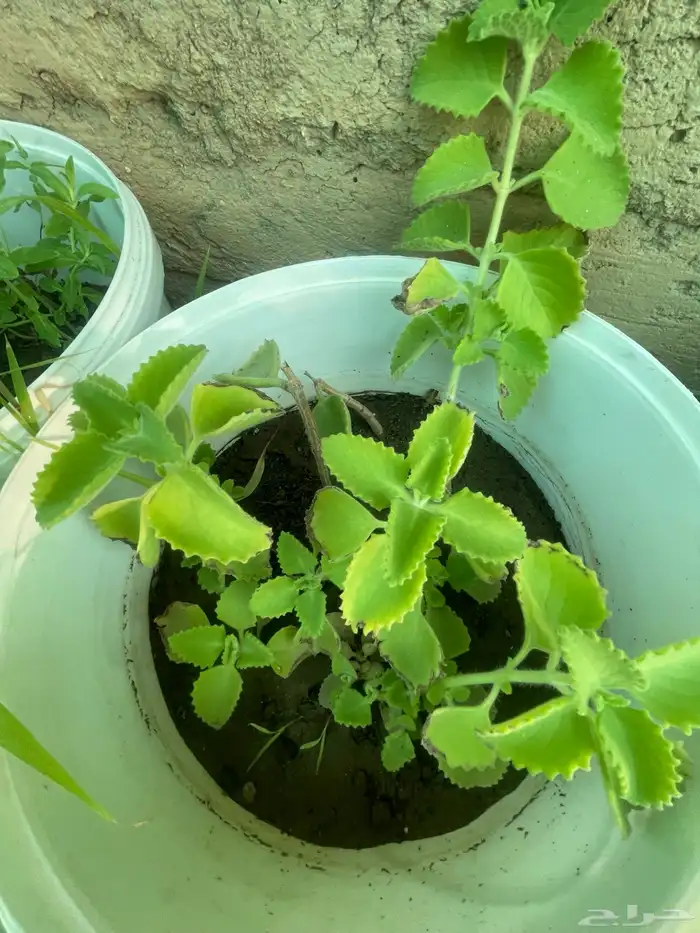 سطول وشتلات حبق نعناع ريحان وزاب 2