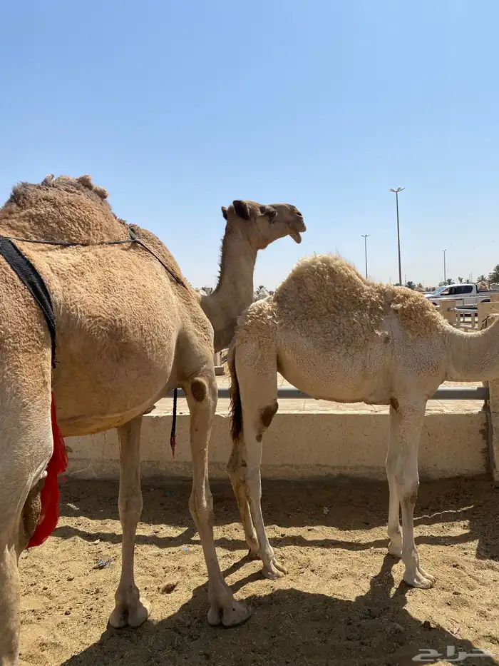 للبيع العشراء الشعلاء 1