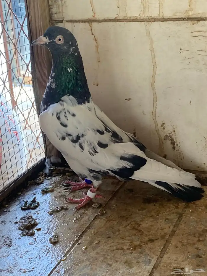 حمام 1