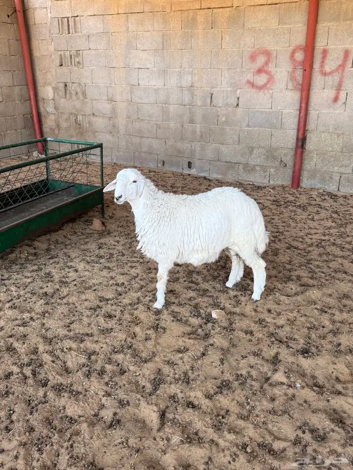 خروووف حري 1