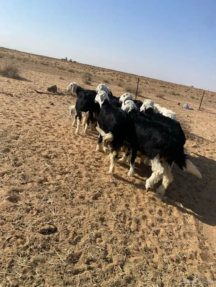 بهم نجد فاخر مراح واحد 5