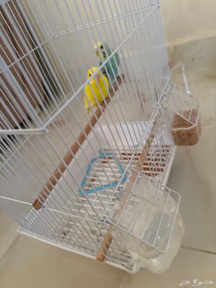 عصافير 2