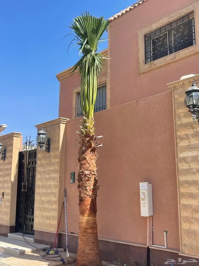 نخيل واشنطونيا للبيع بجميع انواع المقاسات لتواصل 5