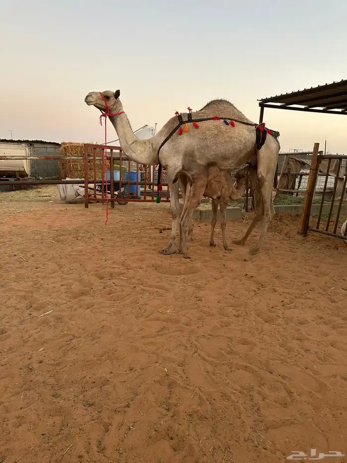 خلفه مصغر 0