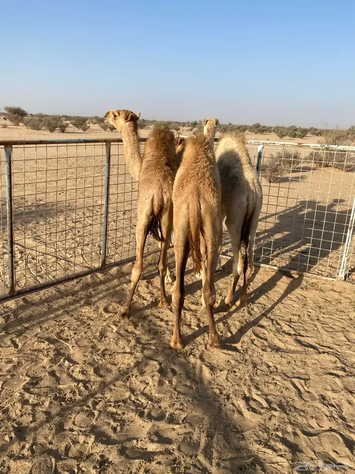 قعدان حليب شرط ونضيفه عمرها 5 شهور 3