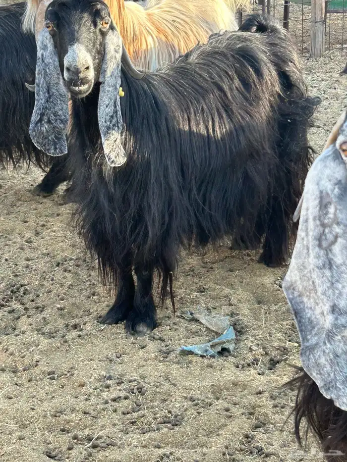 معزا والد ودفيع 4