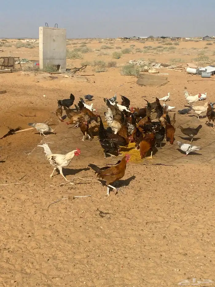 للبيع دجاج 0