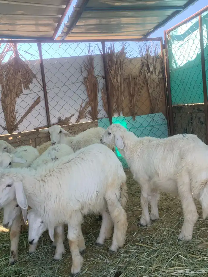 4 رخال 2 طلي 1