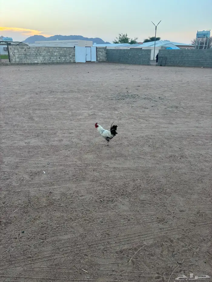 ديك بلدي 2
