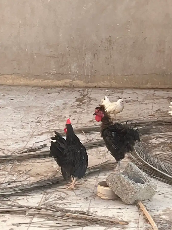 ديوك نوادر مفتل جانبيز 1