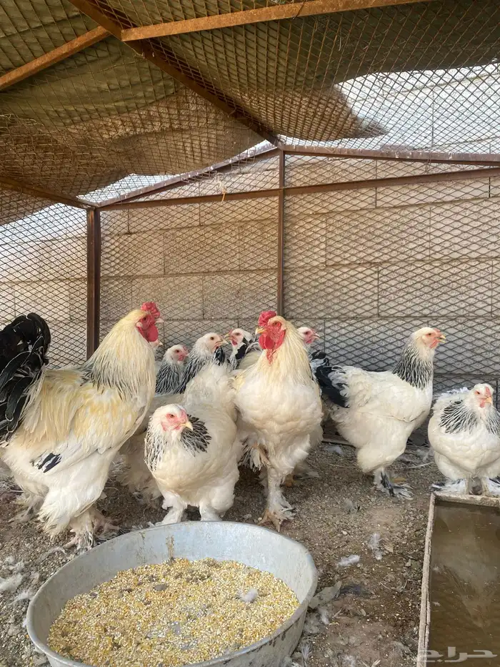 دجاج 2