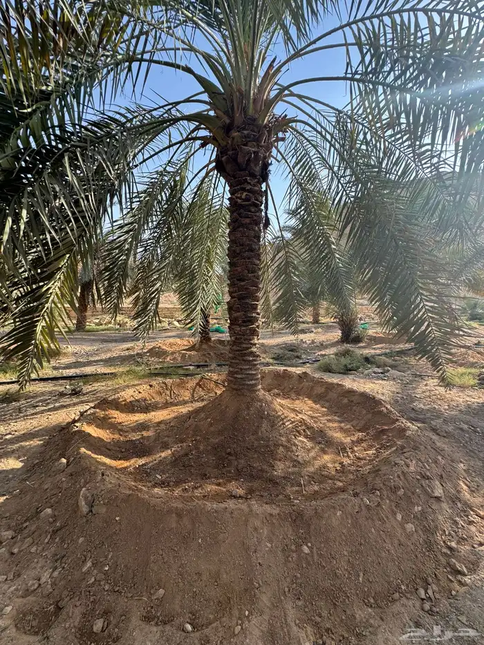 4 نخيل زينة مثمرة 3
