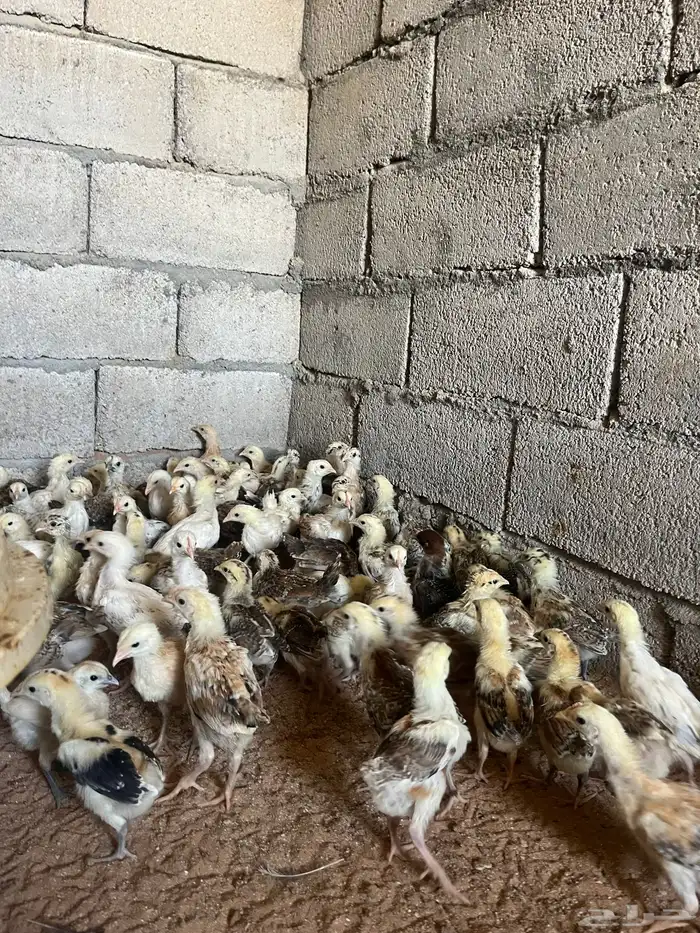 للبيع صوص دجاج بلدي 6