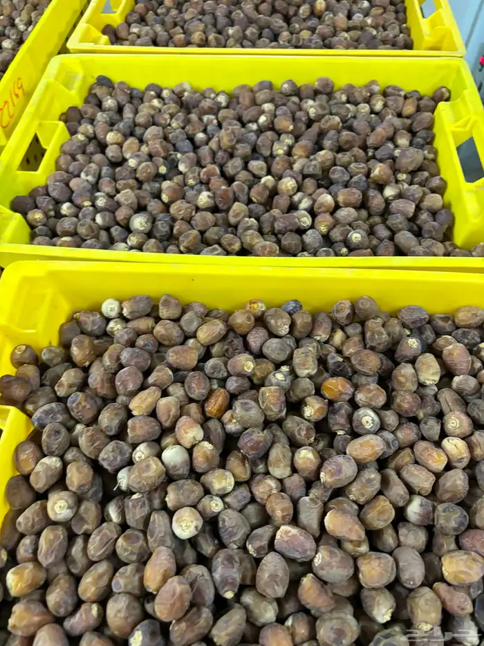 تمر برحي 2