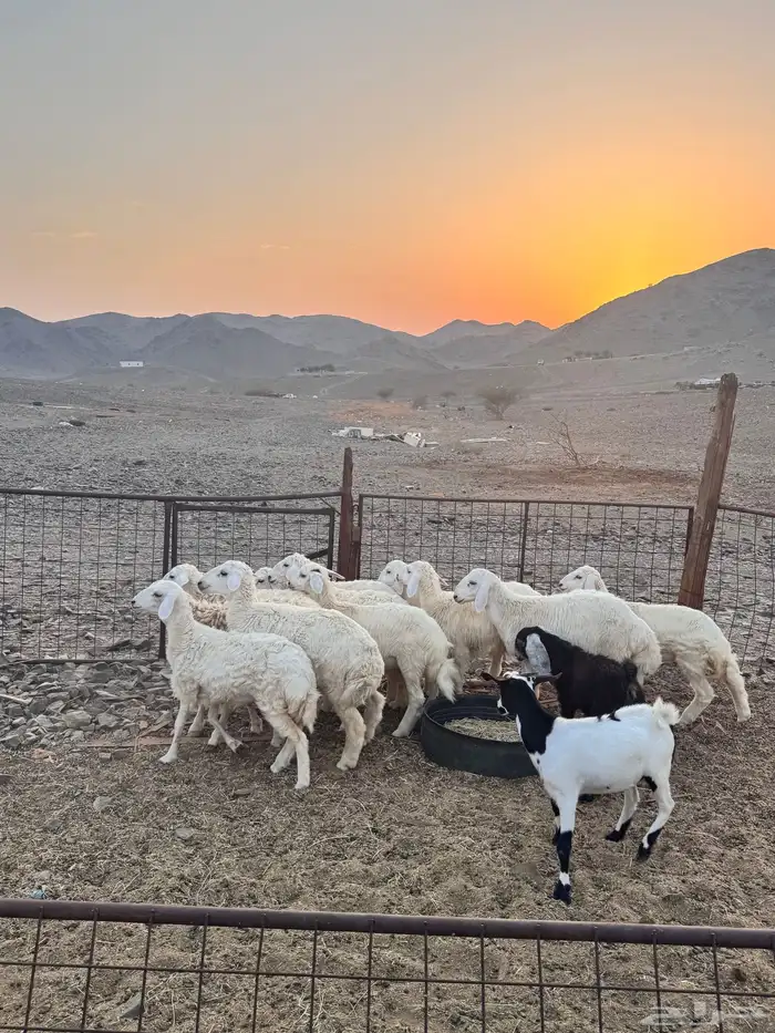 طليان ورخال 0