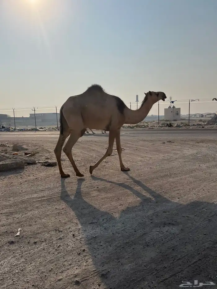 ثلاث لقحات للبيع 3