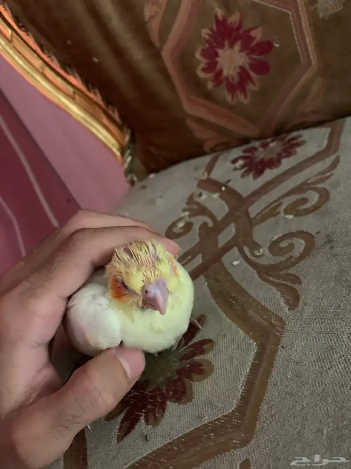 فرخ كروان لاتينو 2