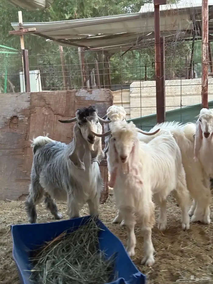 تيوس جذعان جبره طيبات المزاحمية غرب الرياض 2