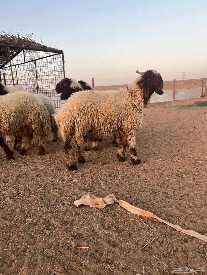 ثلاث خرفان ورخلين 1