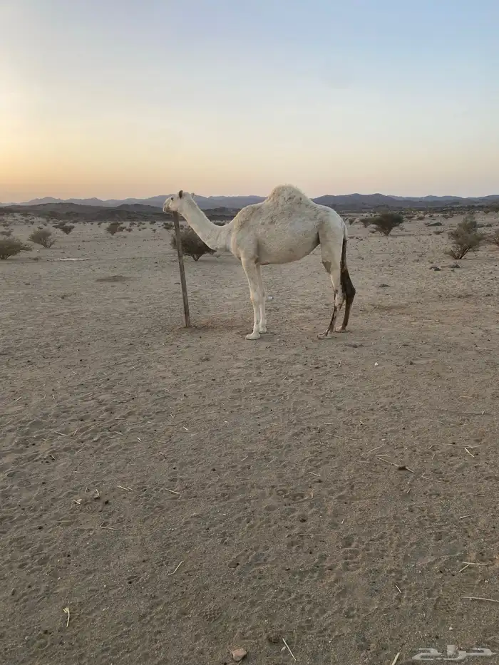 بكره لقيه للبيع 0
