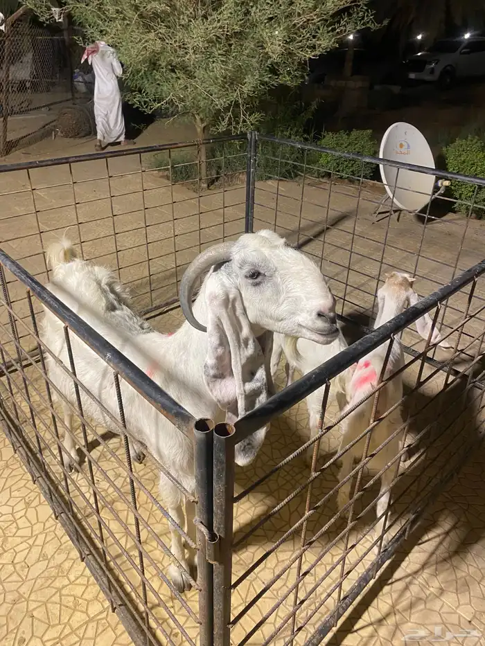 للبيع عنز متبع ب جفرتين 1