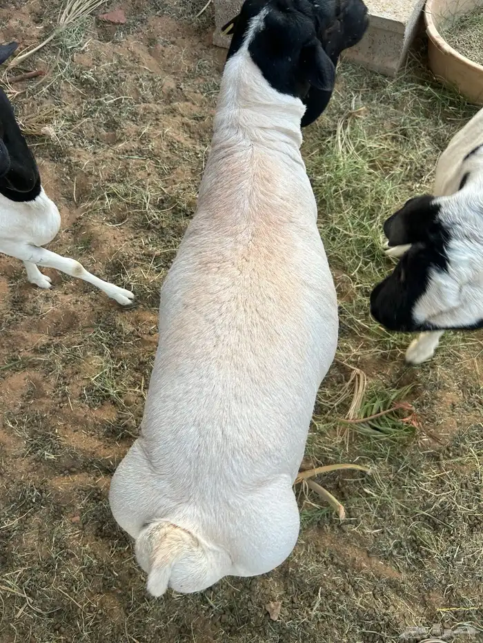 ببري وساكني 5