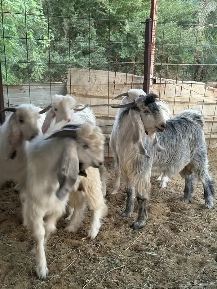 تيوس جذعان جبره طيبات المزاحمية غرب الرياض 0