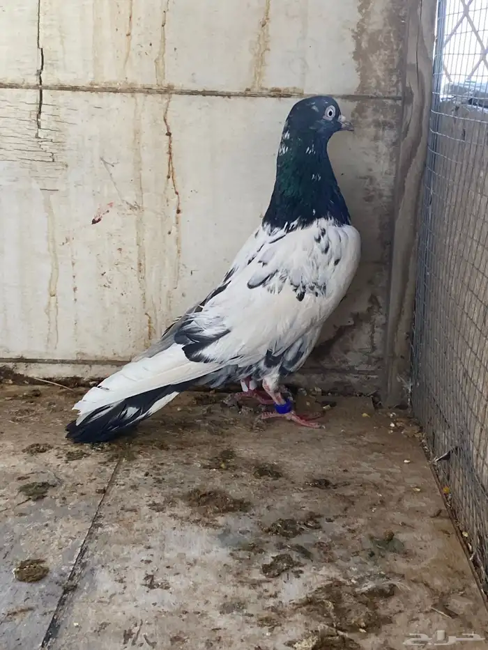 حمام 2