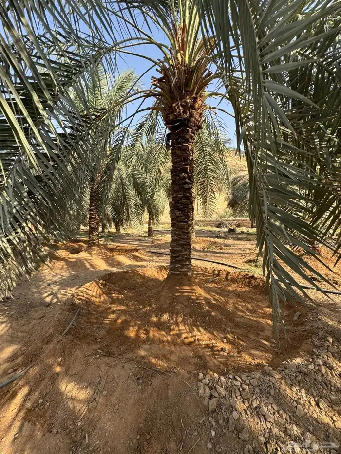 4 نخيل زينة مثمرة 1