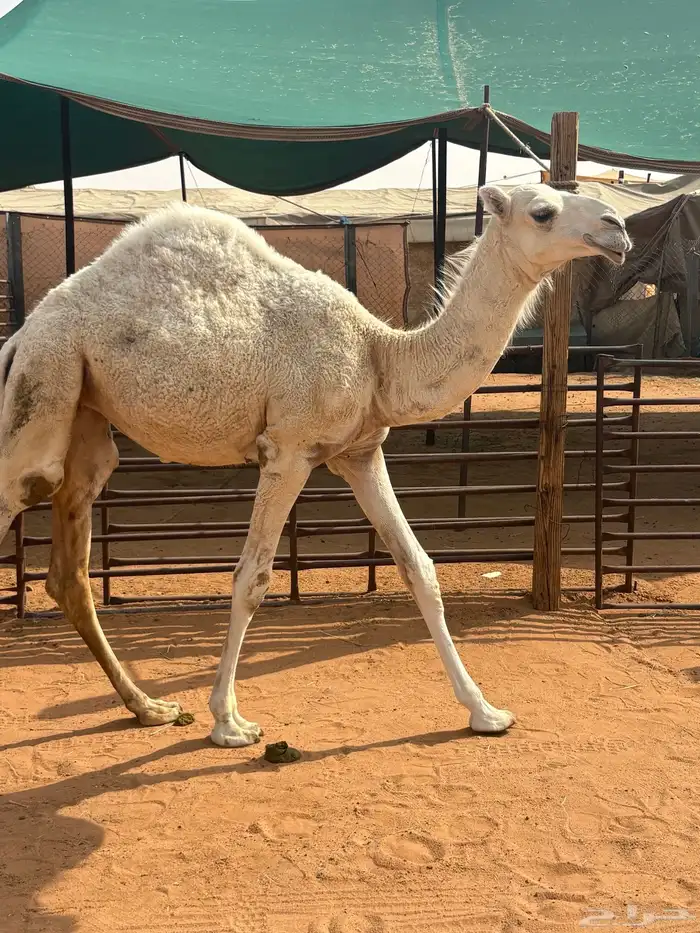 بكره وضحا 1