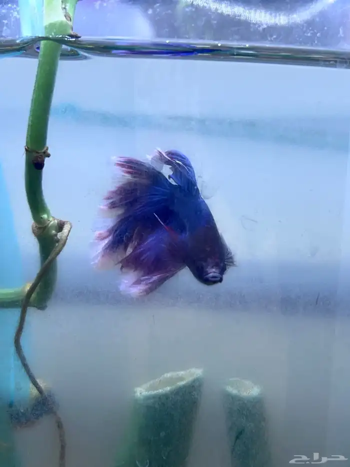 Large male and female betta fish 1