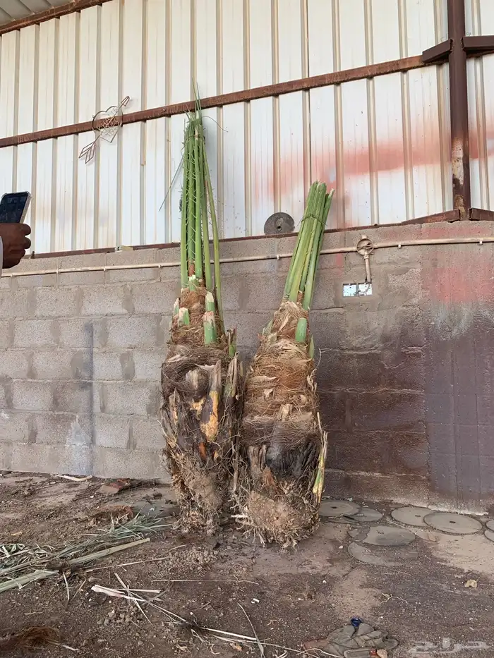 حوشانة شرازية دقلة نور 4