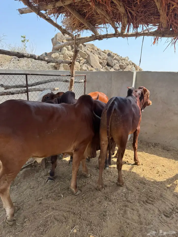 عجول بلدي فل شحم 3