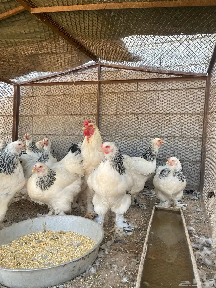 دجاج 8