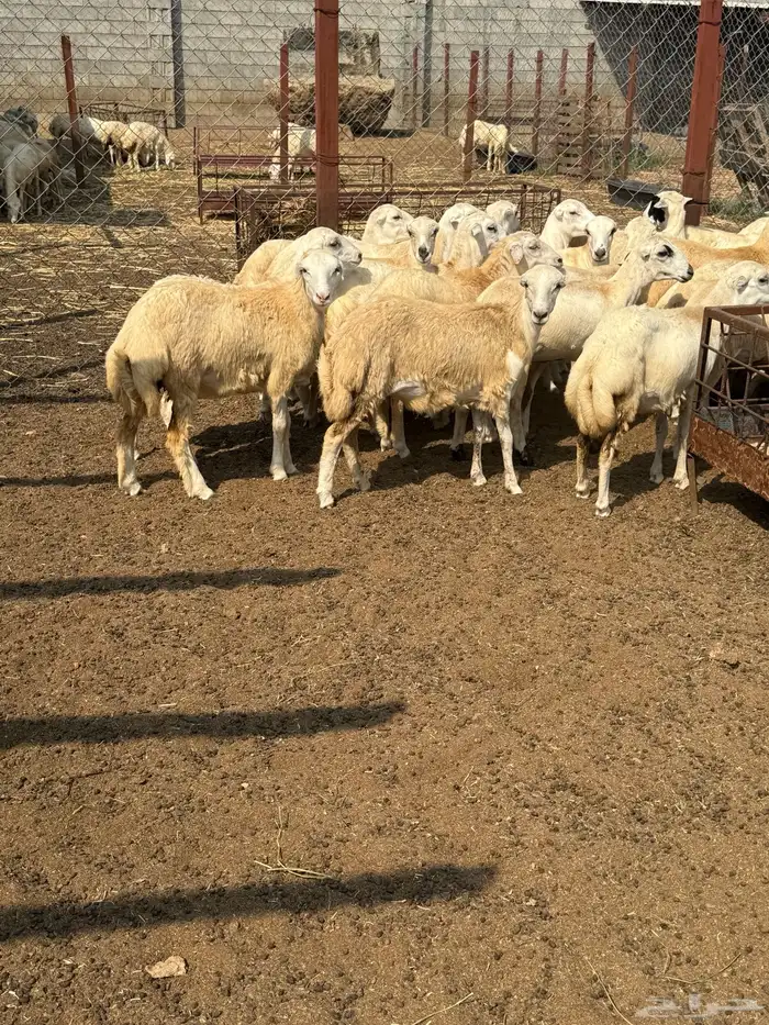 رخال رفيدي شحم فل 3