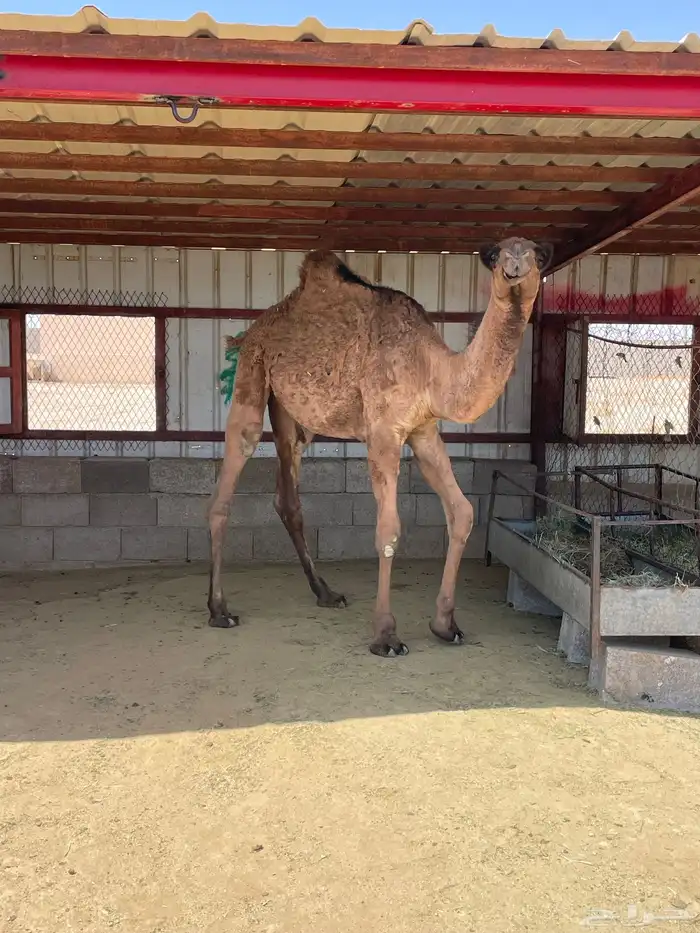 بكرة مفرودة طيبة 0