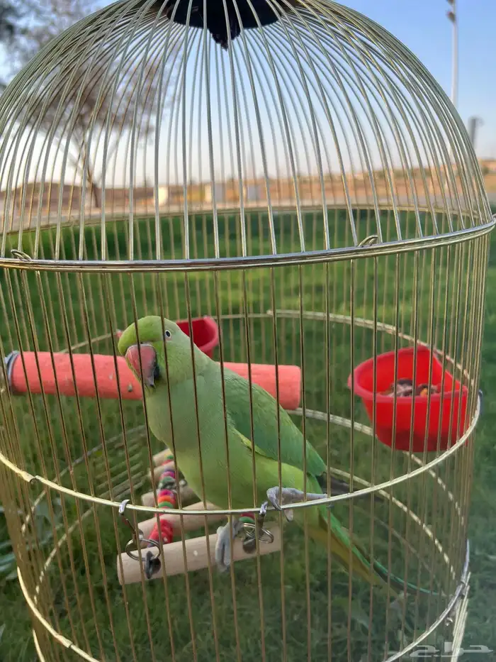 بغبغا الدره 8