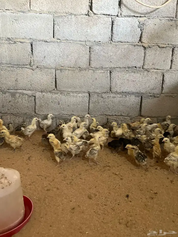 للبيع صوص دجاج بلدي 5