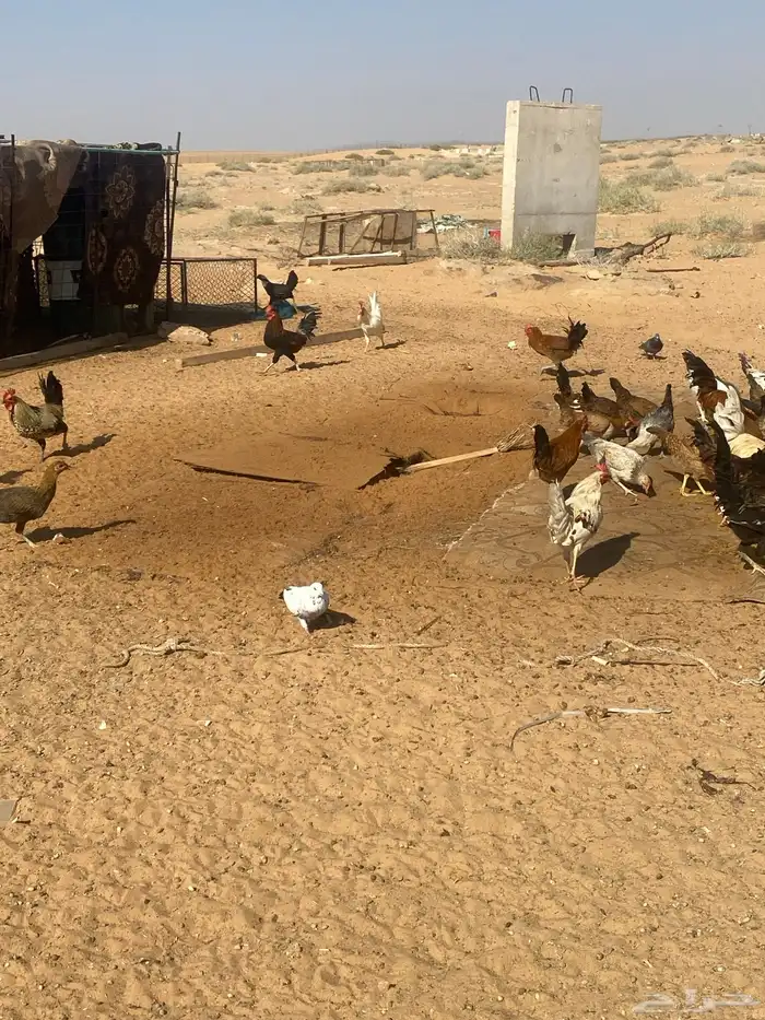 للبيع دجاج 1