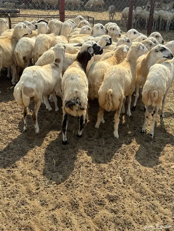 رخال رفيدي شحم فل 0