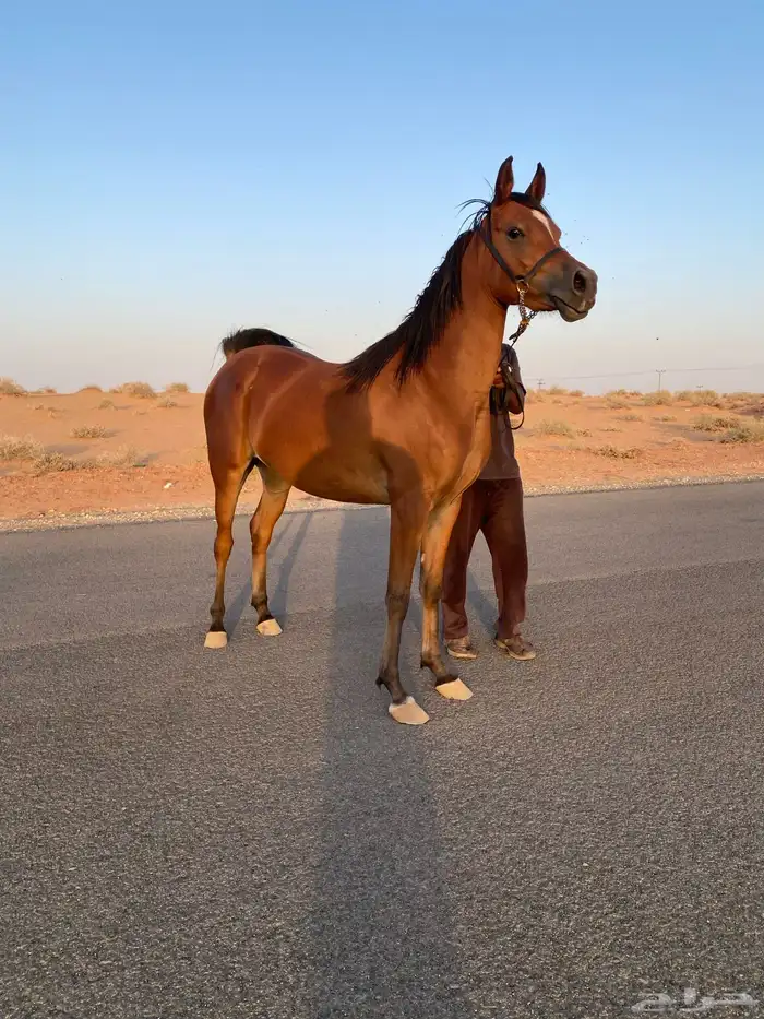 مهره واهو 1