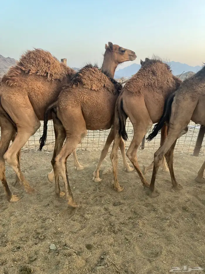 قعدان طيبات 4